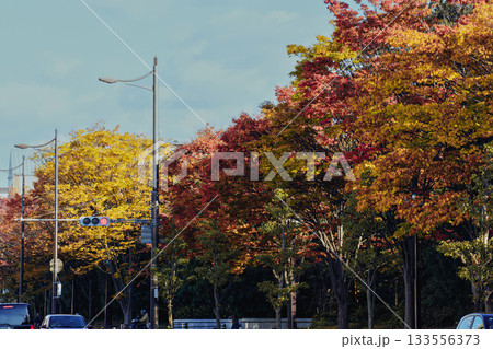 紅葉した五条通り街路樹 133556373