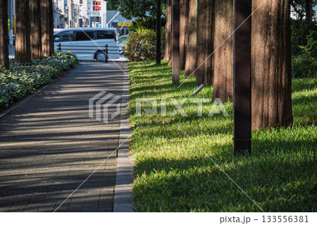 色づき始めた京都のメタセコイアの並木道 133556381