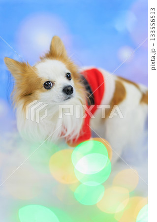 パピチワ クリスマス 133556513