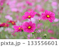 コスモス 133556601