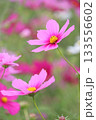 コスモス 133556602