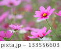 コスモス 133556603