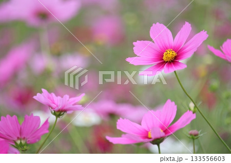 コスモス 133556603