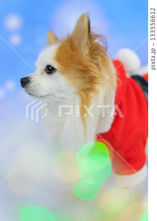 パピチワ クリスマス パピチワ クリスマス 133556612