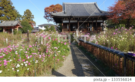 花の寺・奈良の般若寺 花の寺・奈良の般若寺 133556814