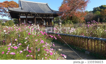 花の寺・奈良の般若寺 133556815