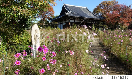 花の寺・奈良の般若寺 花の寺・奈良の般若寺 133556817