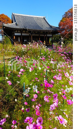 花の寺・奈良の般若寺 花の寺・奈良の般若寺 133556818