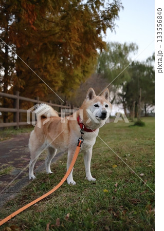 柴犬 柴犬 133556840