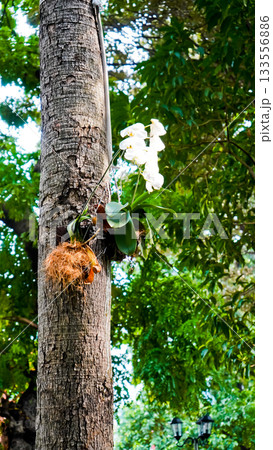 beautiful photo of white moon orchid growing wild on a tree beautiful photo of white moon orchid growing wild on a tree 133556886