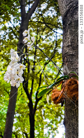 beautiful photo of white moon orchid growing wild on a tree beautiful photo of white moon orchid growing wild on a tree 133556888