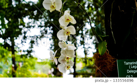 beautiful photo of white moon orchid growing wild on a tree 133556896