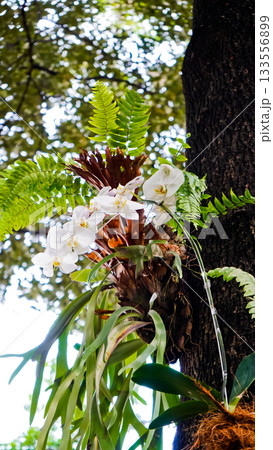 beautiful photo of white moon orchid growing wild on a tree 133556899