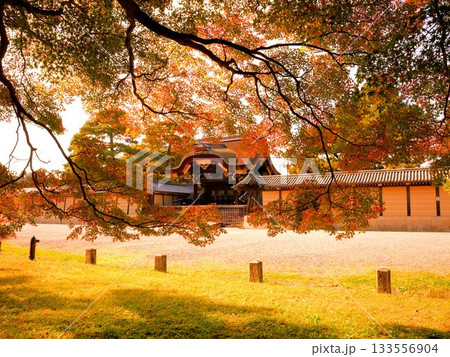 紅葉し始めたモミジ越しに見る京都御所の建春門 133556904