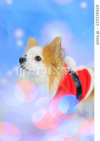 パピチワ クリスマス 133556928