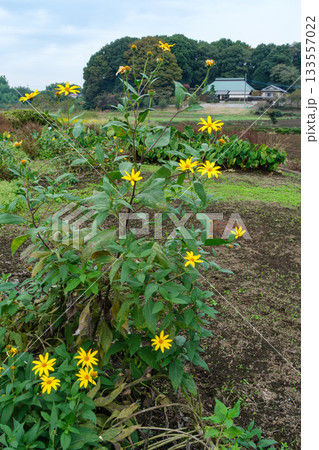 キクイモと農家 133557022