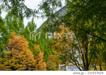 メタセコイアの黄葉 メタセコイアの黄葉 133557029