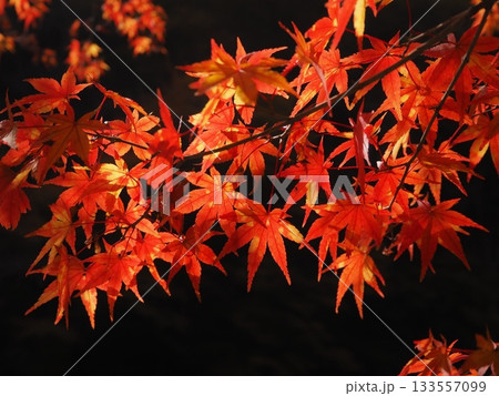 まだら模様の紅葉(20251112115344) まだら模様の紅葉(20251112115344) 133557099