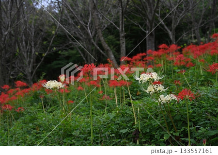 宝山湖の彼岸花11　（香川県三豊市山本町） 133557161
