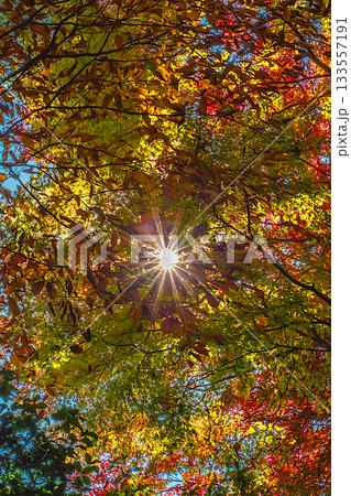 高尾山の紅葉 133557191