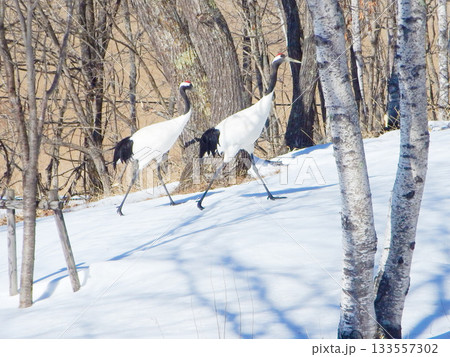 タンチョウヅル　北海道　3 133557302