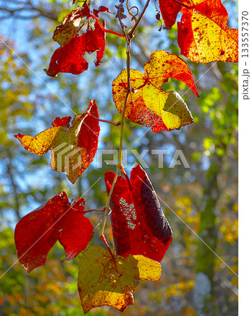 サルナシの紅葉 133557370