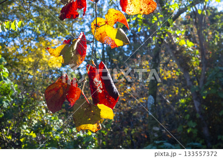 サルナシの紅葉 サルナシの紅葉 133557372