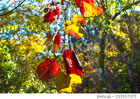 サルナシの紅葉 サルナシの紅葉 133557373