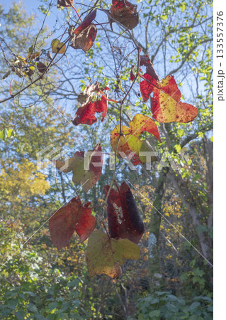 サルナシの紅葉 133557376