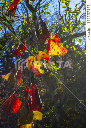 サルナシの紅葉 サルナシの紅葉 133557378