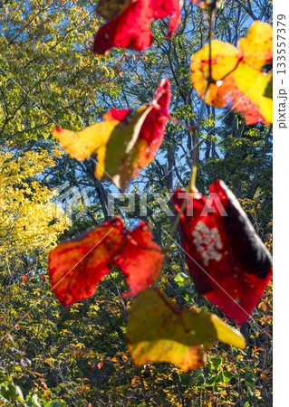 サルナシの紅葉 サルナシの紅葉 133557379