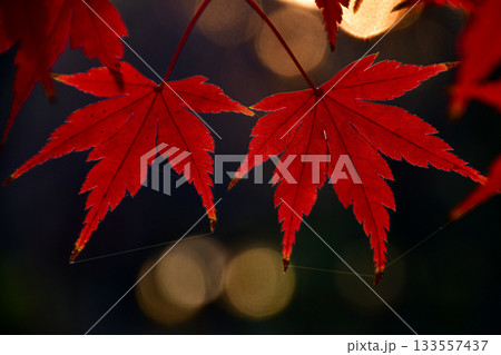 木漏れ日輝くもみじ3 木漏れ日輝くもみじ3 133557437