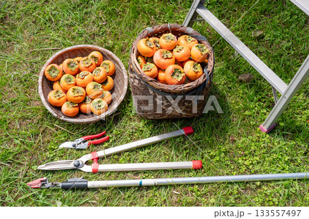 カキの収穫 133557497