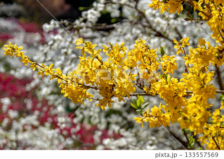 しだれ花桃の里 133557569