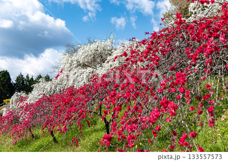 しだれ花桃の里 133557573