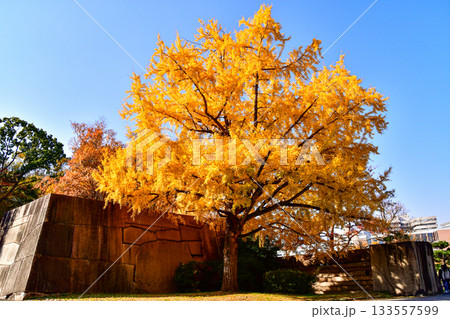 大阪城の銀杏 133557599