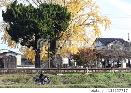 北条鉄道 網引駅の大イチョウ(兵庫県 加西市) 北条鉄道 網引駅の大イチョウ(兵庫県 加西市) 133557717