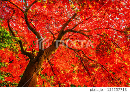 真っ赤な紅葉 真っ赤な紅葉 133557718