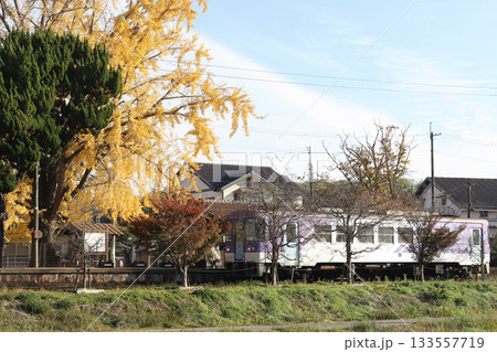 北条鉄道 網引駅の大イチョウ（兵庫県 加西市） 133557719