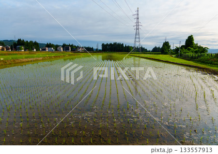 250531田植え後 133557913