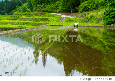 250531結東の石垣田 133557946