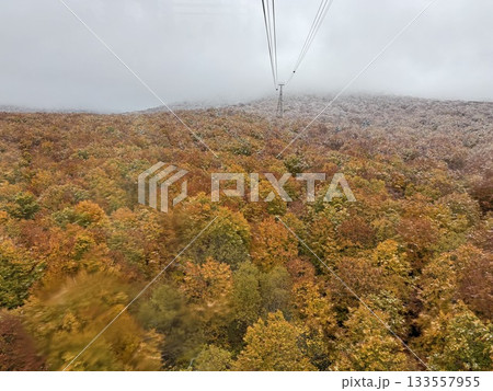 八甲田ロープウェーから見るブナ林紅葉 その2 八甲田ロープウェーから見るブナ林紅葉 その2 133557955