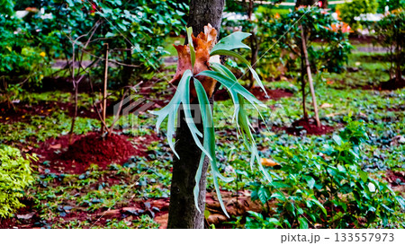 A beautiful photo of a staghorn fern (Platycerium bifurcatum) growing wild on a tree. 133557973