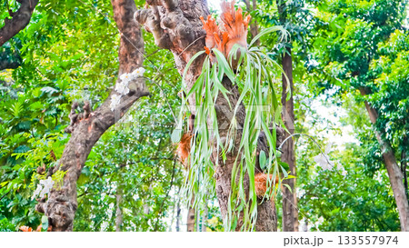 A beautiful photo of a staghorn fern (Platycerium bifurcatum) growing wild on a tree. 133557974