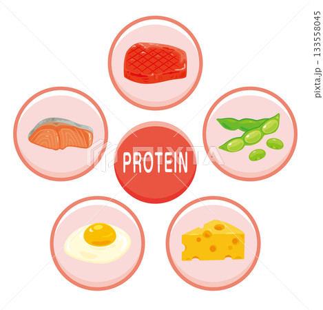 様々なタンパク質を多く含む食品のイラストセット 英語 様々なタンパク質を多く含む食品のイラストセット 英語 133558045