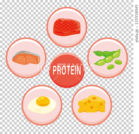 様々なタンパク質を多く含む食品のイラストセット 英語 様々なタンパク質を多く含む食品のイラストセット 英語 133558045