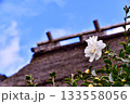 山茶花が花を添える美山の茅葺き屋根 133558056
