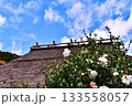 茅葺き屋根と山茶花の共演 133558057