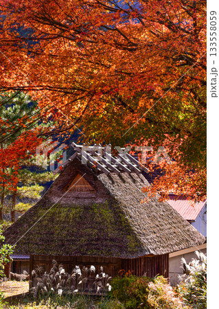 紅葉に覆われる茅葺き屋根の家 133558059
