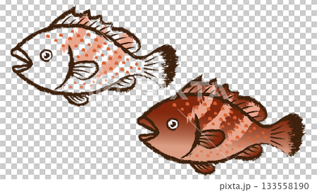 キジハタ キジハタ 133558190